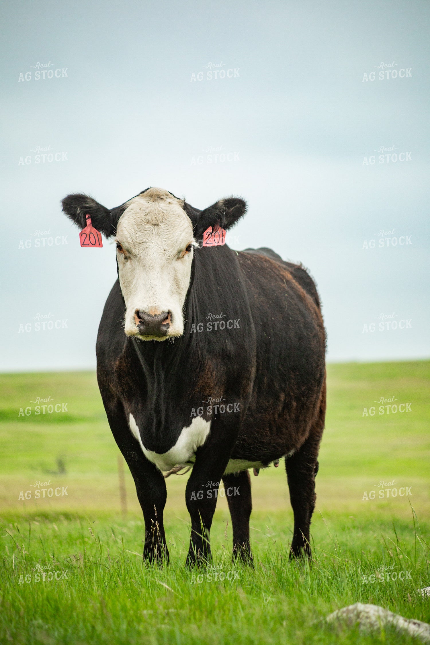 Cattle on Pasture 155632