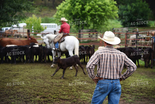 Sorting Cattle on Horseback 69006