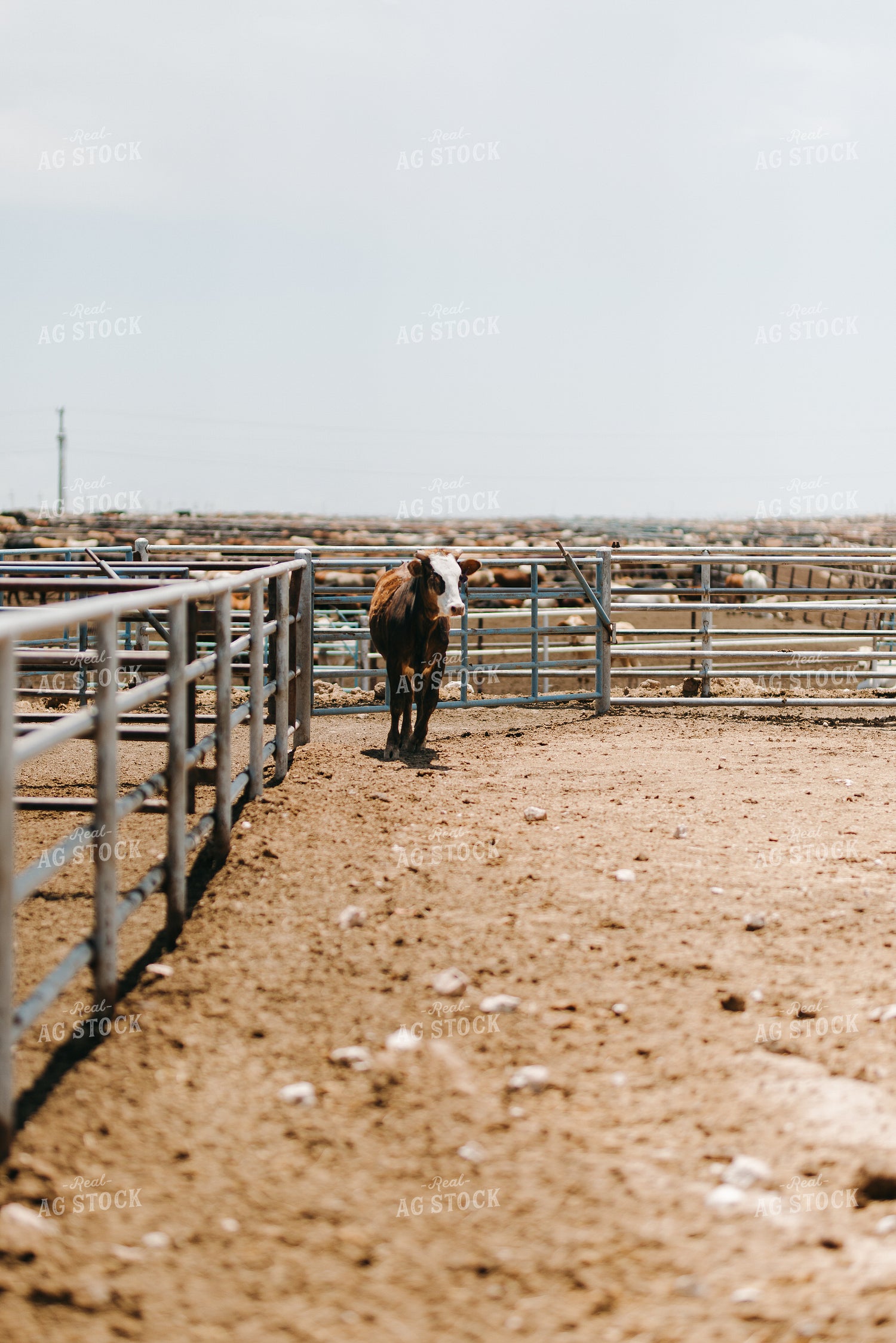 Cattle on Feedyard 301046