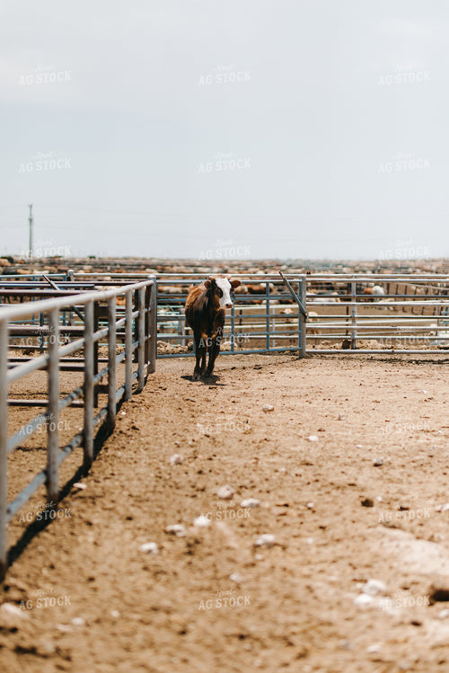 Cattle on Feedyard 301046