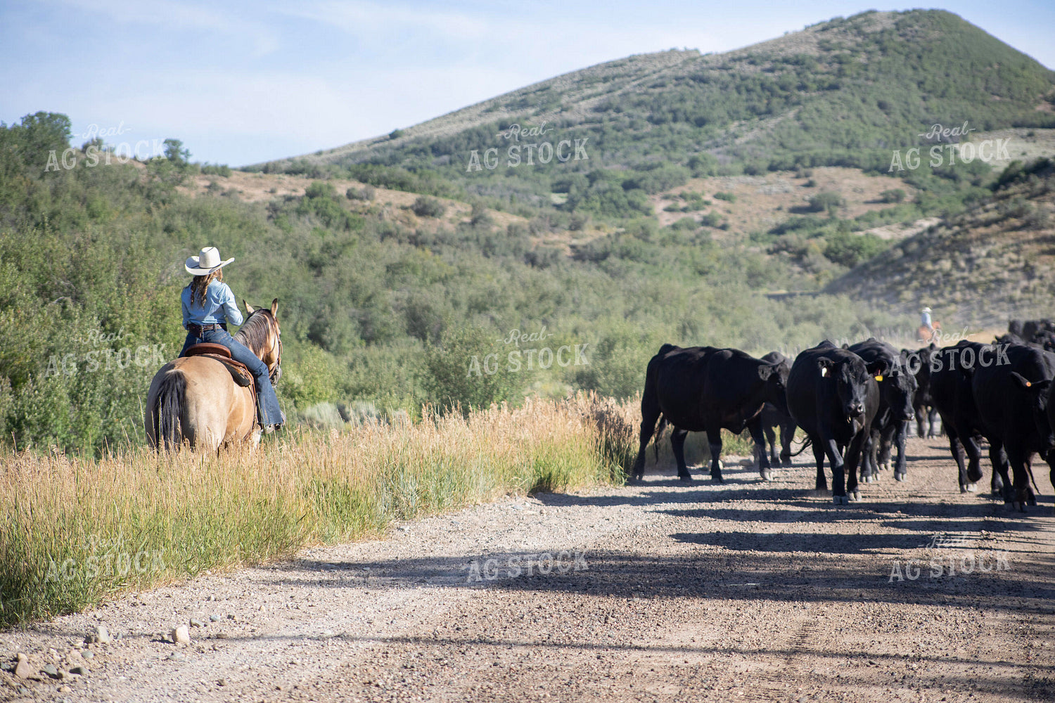 Cowgirl on Cattle Drive 117390