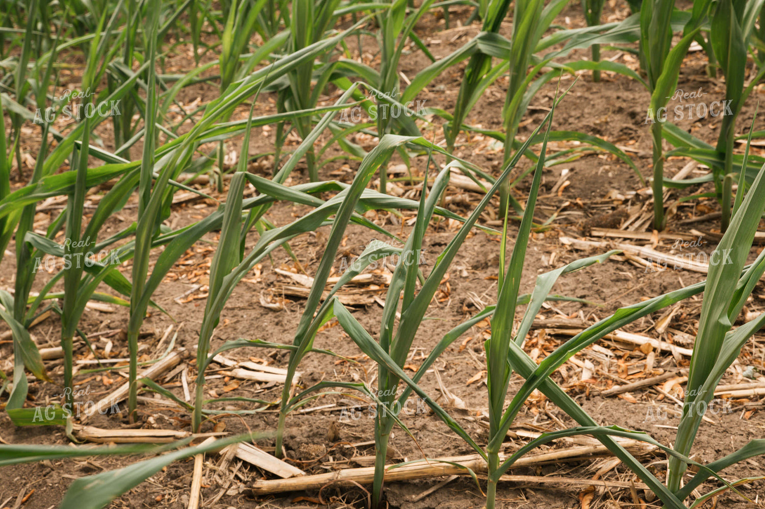 Stunted Corn Plants 25989