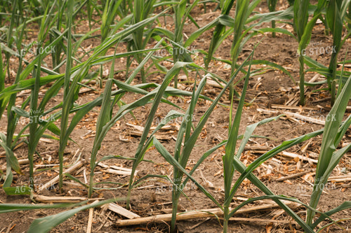 Stunted Corn Plants 25989