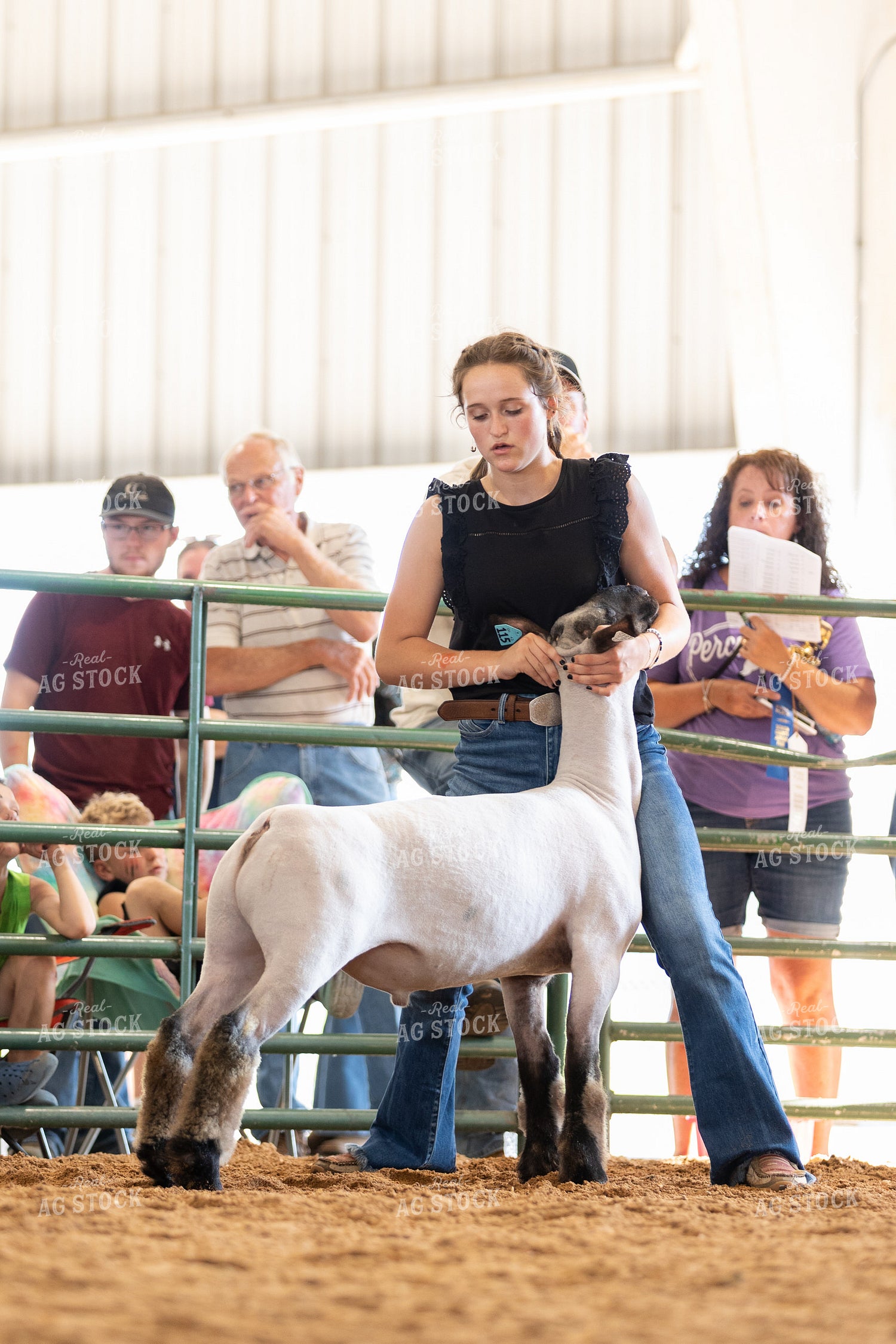 Farm Kid Showing Sheep 52511