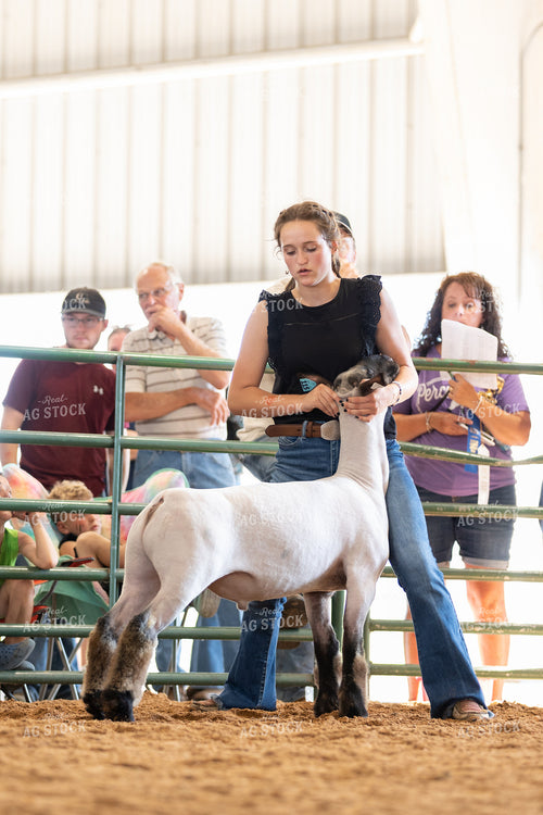 Farm Kid Showing Sheep 52511