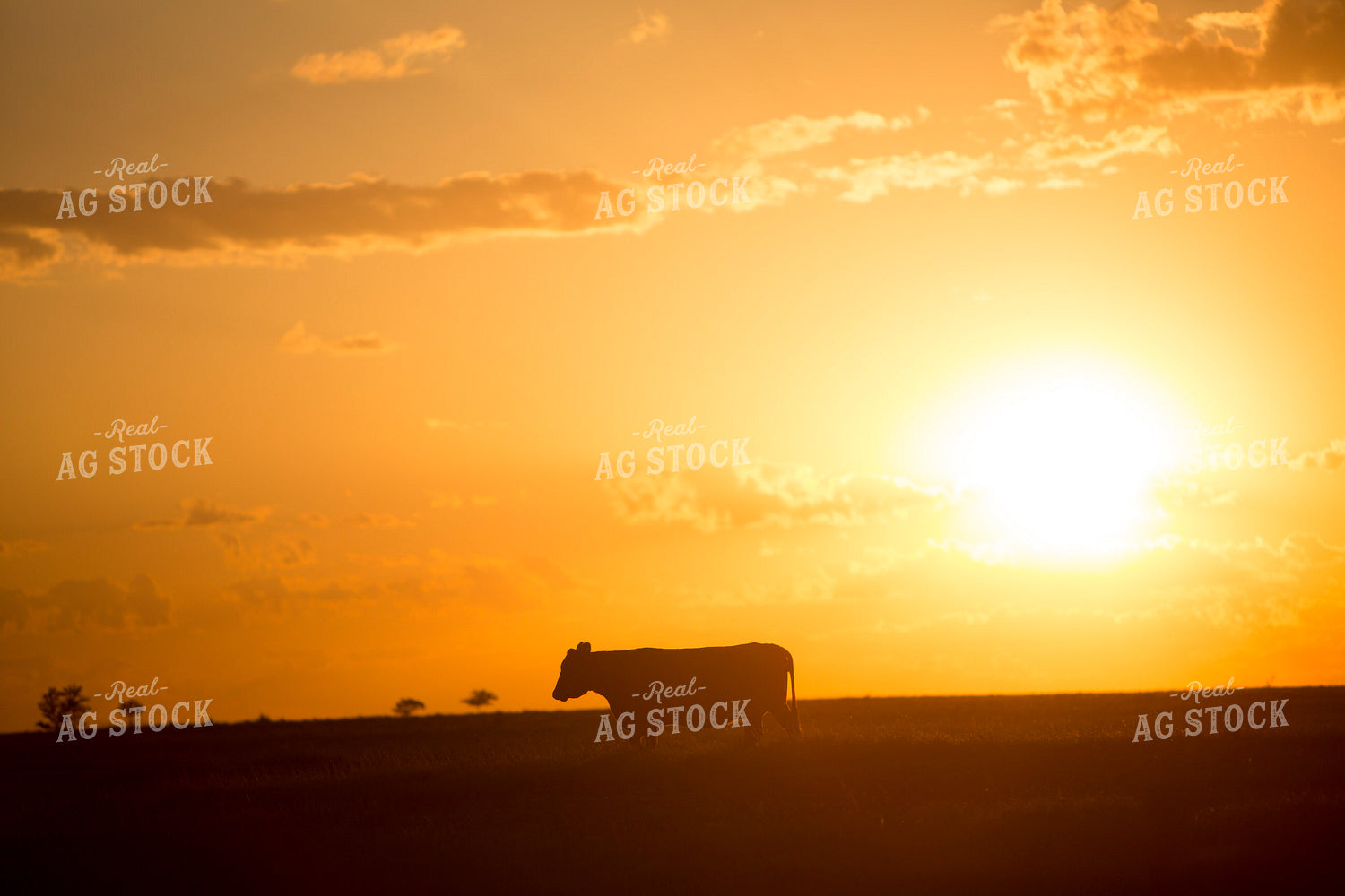 Cattle 1702