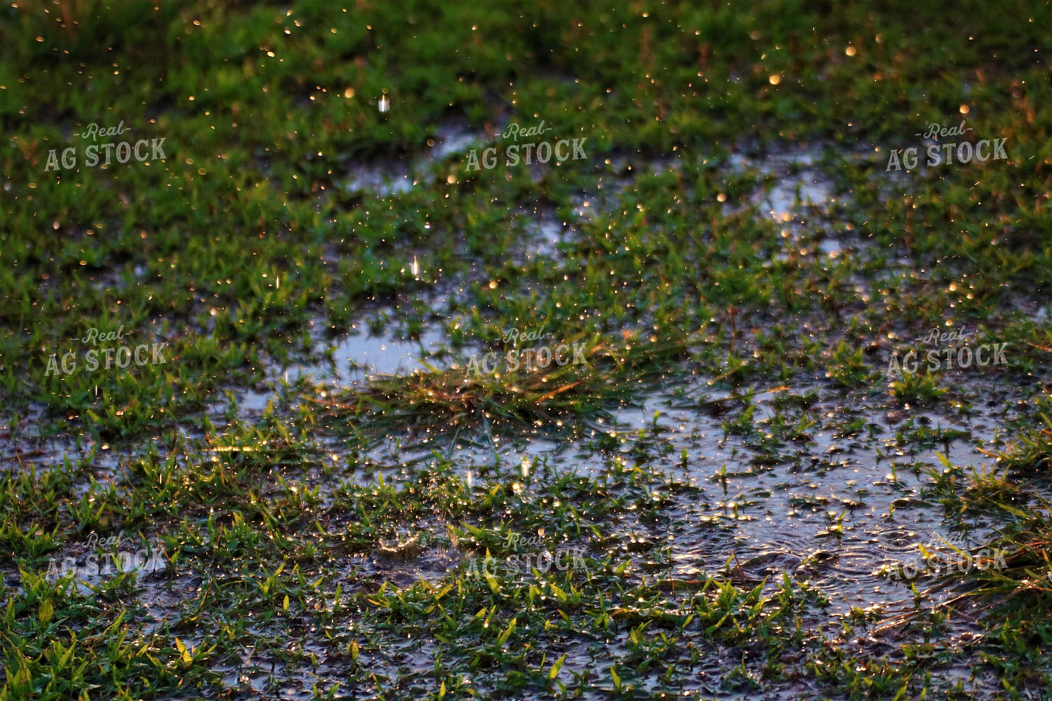 Rain on Ground 82125
