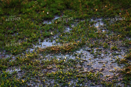 Rain on Ground 82125
