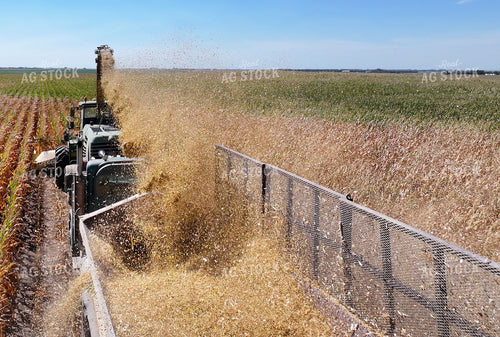 Silage Harvest 141766