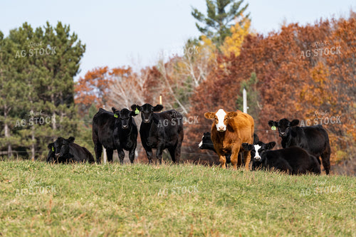 Cattle in Pasture 68161