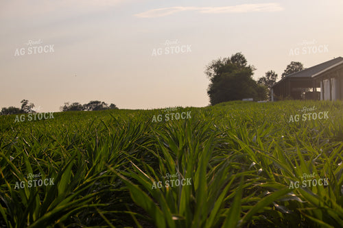 Midseason Corn Field 279002