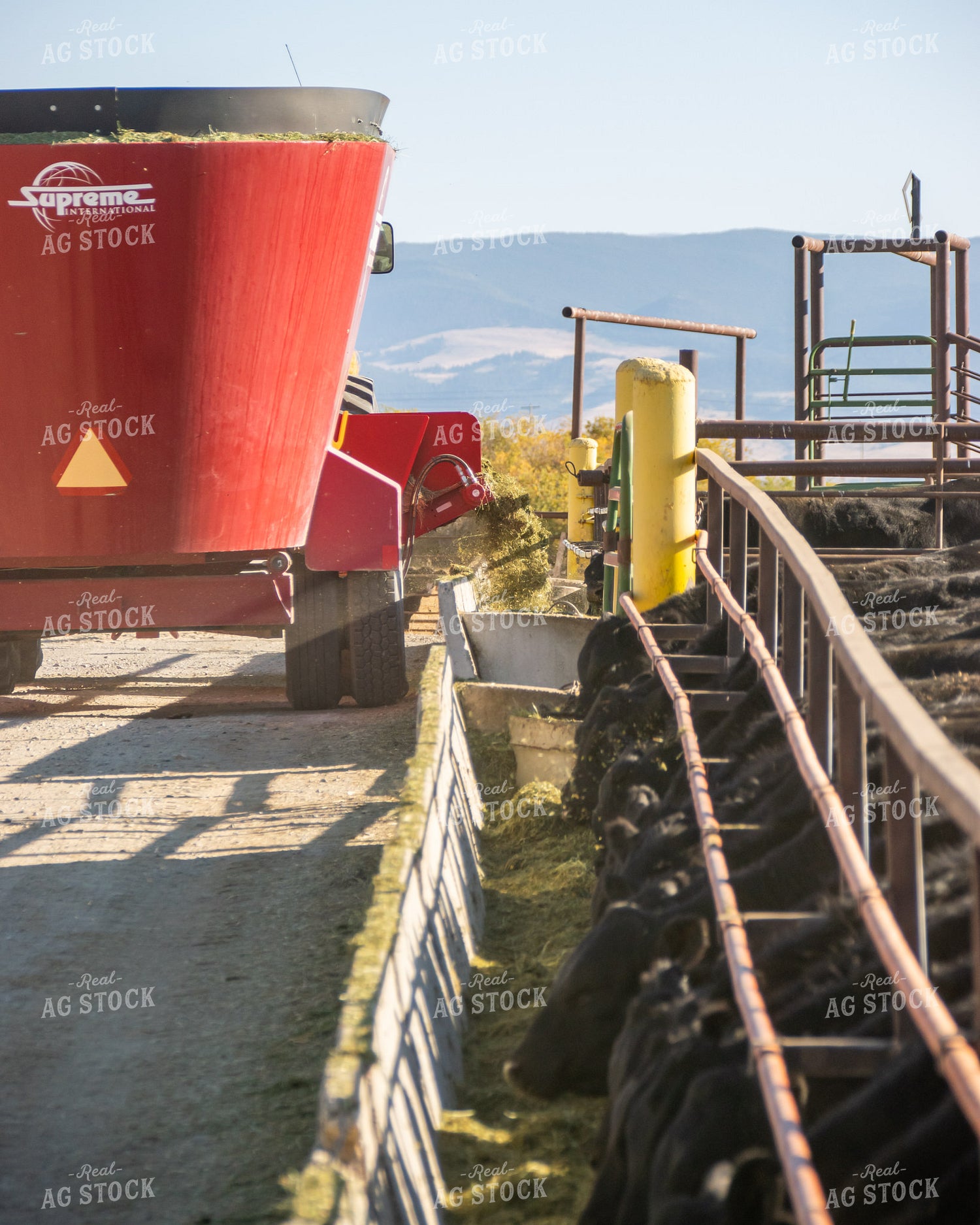 Feeding Hay in Bunks to Cattle 51014