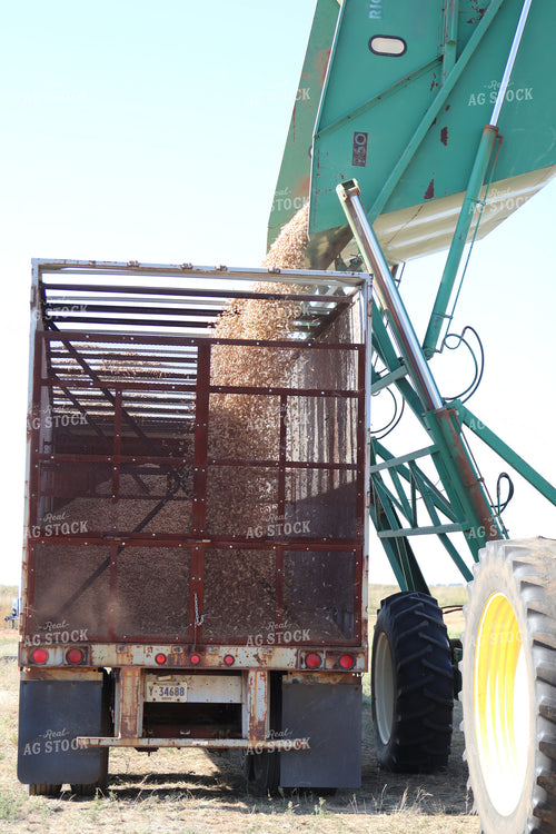 Peanut Harvest 102194