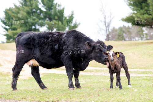 Cow and Calf in Pasture 74074