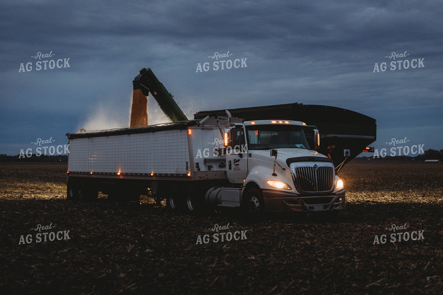 Corn Harvest 8644