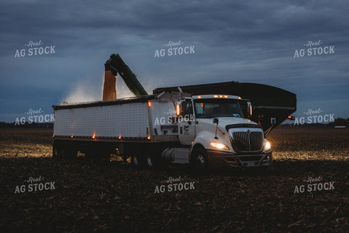 Corn Harvest 8644
