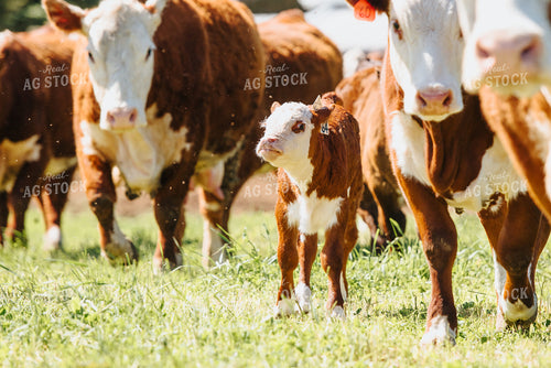 Hereford Cow and Calf in Pasture 68043