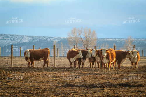 Bred Hereford Heifer Cattle 78165
