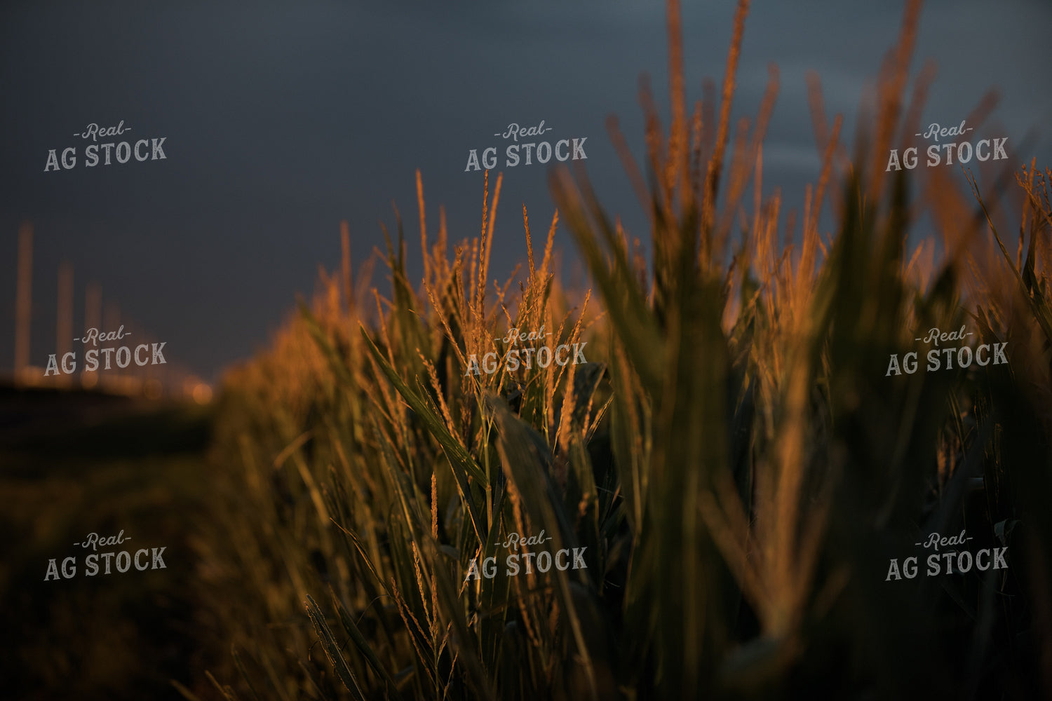 Corn Tassels at Sunset Dark Sky 3201