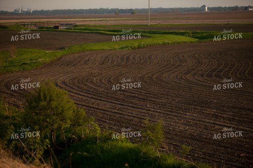 Corn - Early Growth 1134