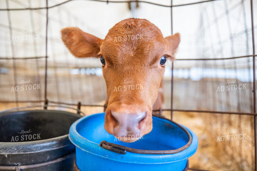 Guernsey Dairy Calf 270545