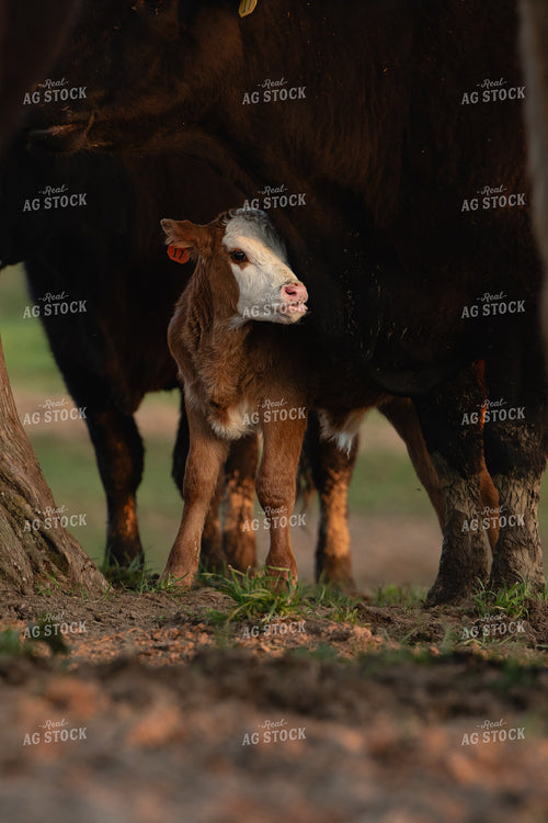 Cow Calf Pair 189031