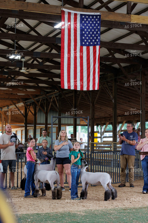 Showing Sheep 52847
