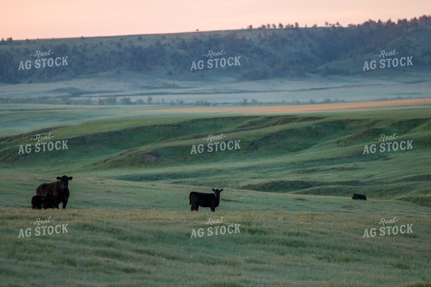 Cattle on Pasture 260001