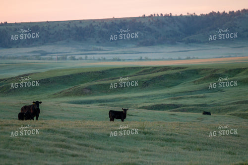 Cattle on Pasture 260001