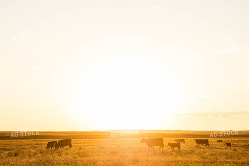 Cattle on Pasture at Sunset 303000