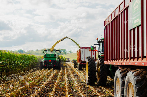 Corn Silage Harvest 272069