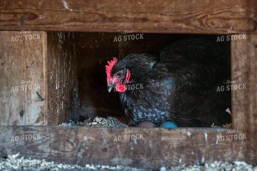 Black Hen Nesting with Eggs in a Rustic Wooden Nest Box 65256