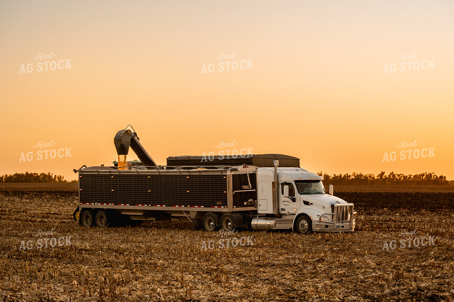 Corn Harvest 185162