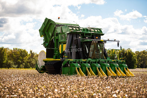 Cotton Harvest 136136
