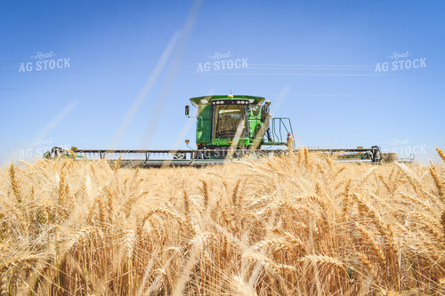 Wheat Harvest 56074