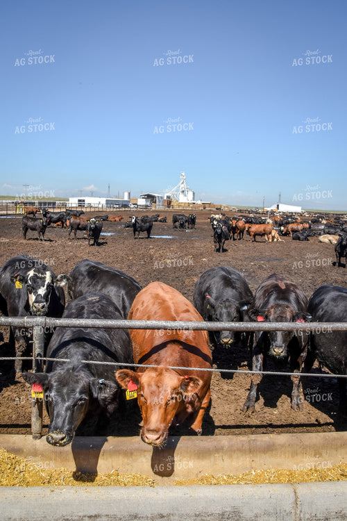 Diverse Cattle Eating From Feed Bunk in Feedlot Pen 56465