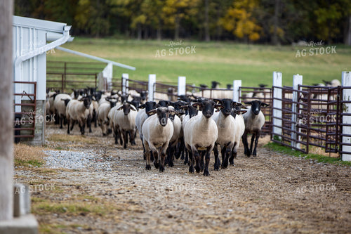 Sheep in Farmyard 90070
