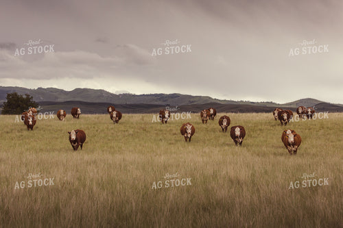 Hereford Cattle in Pasture 81081