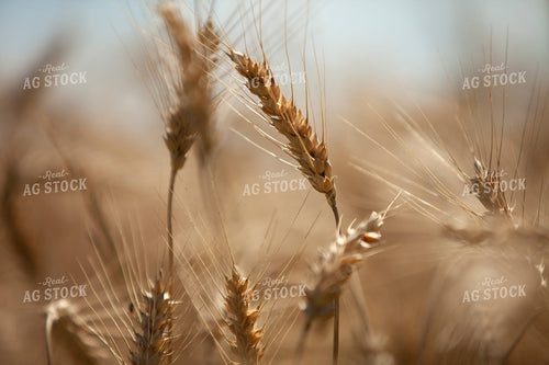 Wheat 2168