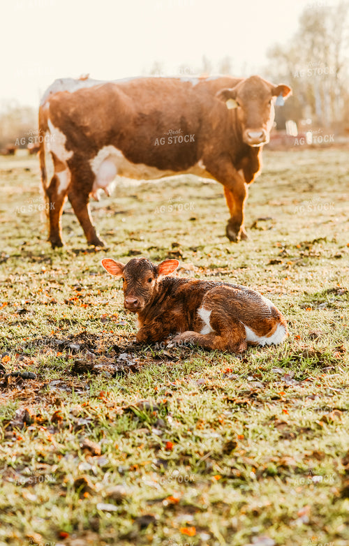 Cow and Calf in Pasture 64235