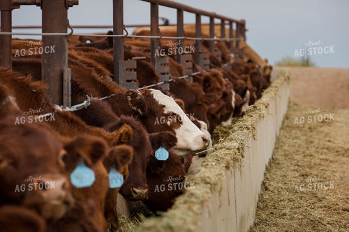Cattle Eating Out of Trough 97066