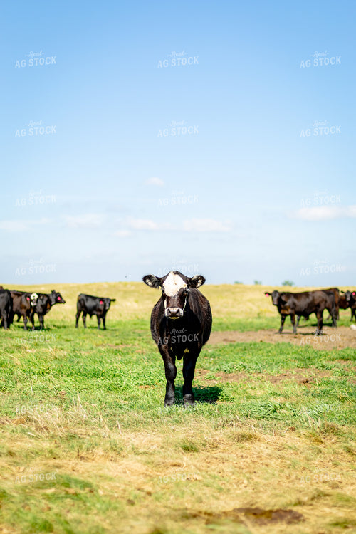 Angus Cross Cattle 155302