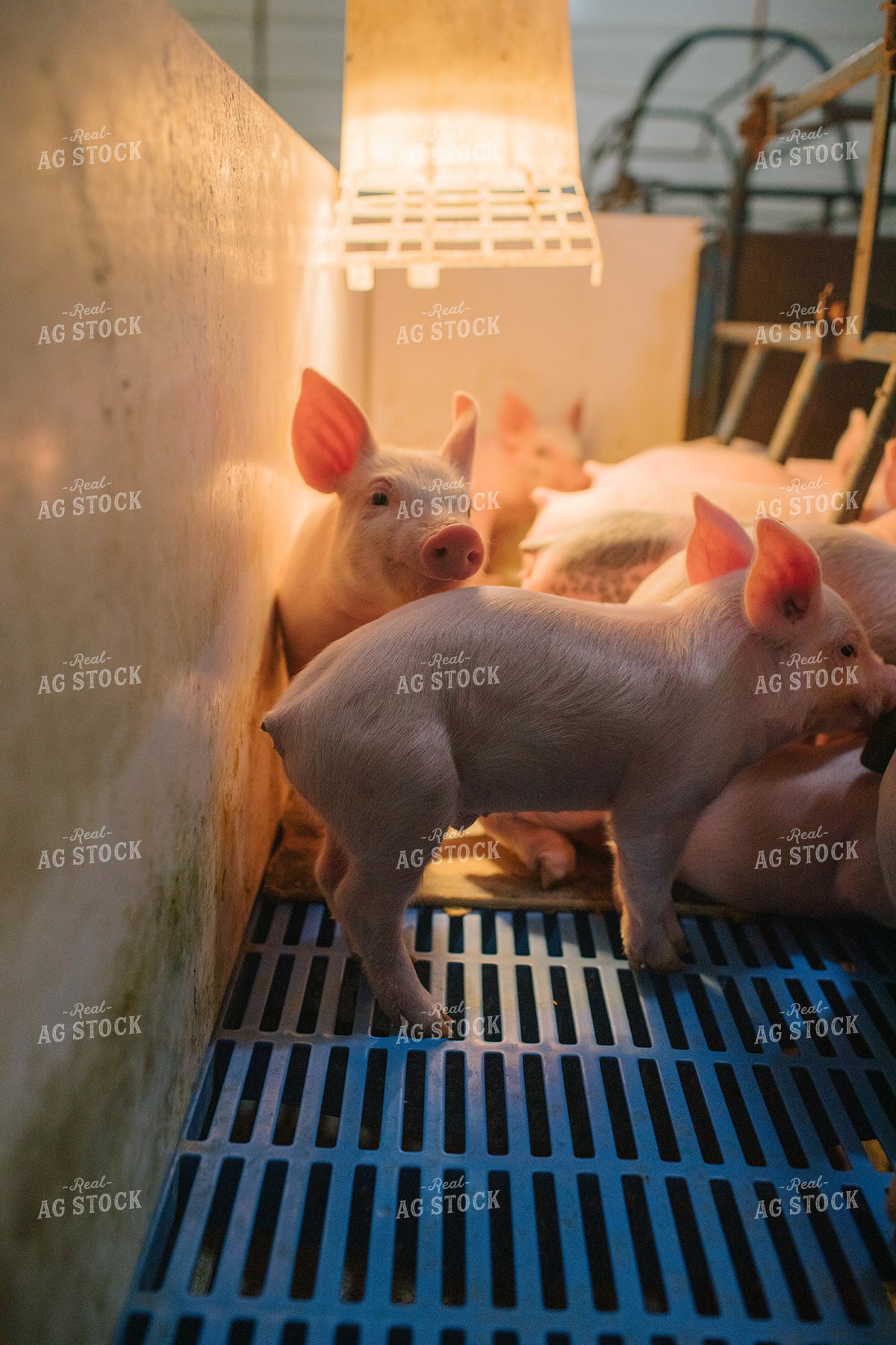 Piglets in Farrowing Stall 3253