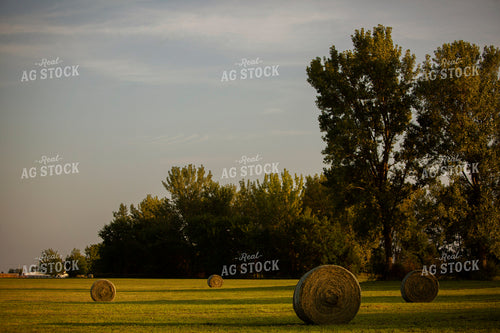 Round Hay Bales in Field 5511