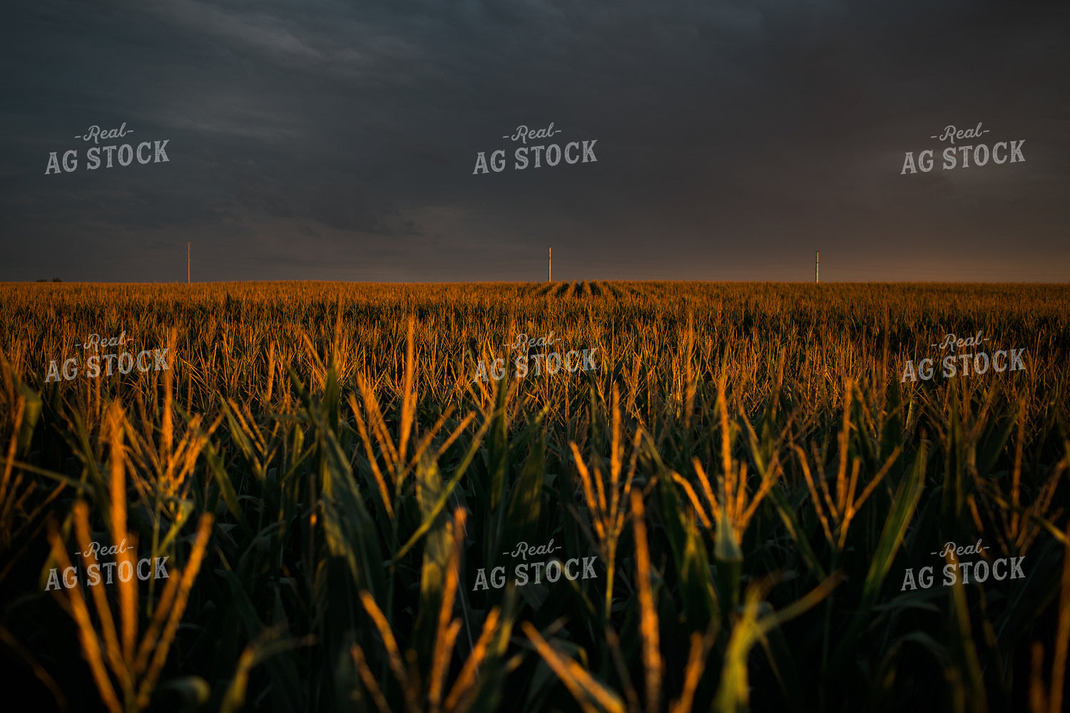 Corn Tassels at Sunset Dark Sky 3195