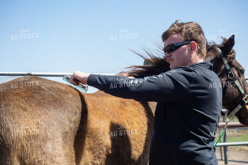 Farmer Grooming Horse 155586