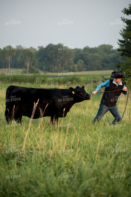 Farm Kid with Show Cow 76741