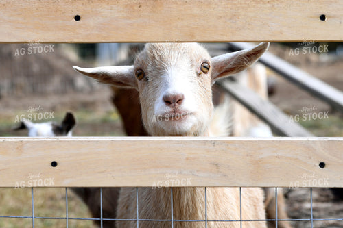 Goat in Fence 129001