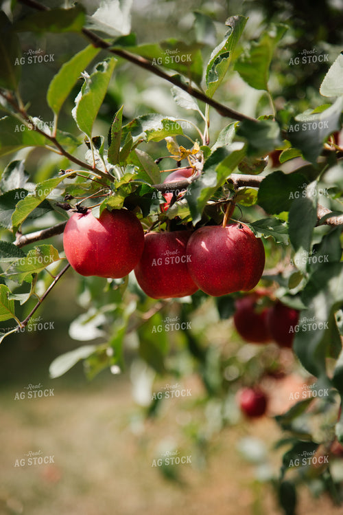 Gala Apples 137086