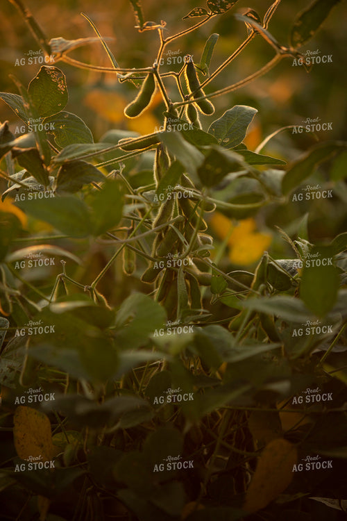 Soybeans - Mid-Season 2377